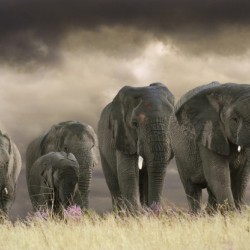 Five big ones